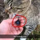 cat Discord Emoji