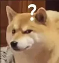 dogesus dogesus