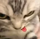 DeviousCat DeviousCat