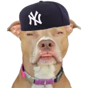 p_Dawg