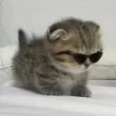 coolcat