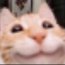 Discord Emote cat: