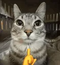 CatMewing