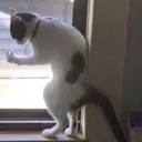 speakingitaliancat speakingitaliancat