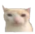 cat_stare