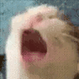 danoleAAAAAAAA Discord emoji
