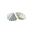 shells
