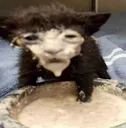 milk_cat