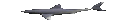 sharkspin2
