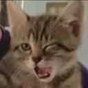 catwink