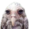 ZynTired ZynTired