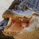 gatorpog Discord Emoji