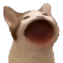 popCat