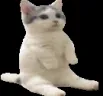 csvcaacwif1 csvcaacwif1