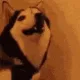 dogwat