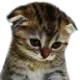 catpout