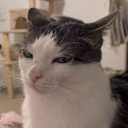 catbigmad Discord emoji