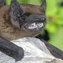 noctulo