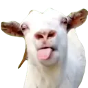 tongue_goat