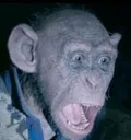 badape badape