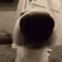 SNIFF