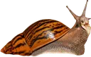 snail