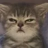 catsus
