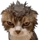 cat_wet