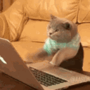 cat_importantwork