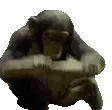 chimp_smash