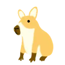 Kapikogi