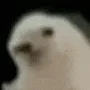 a_fo02 a_fo02