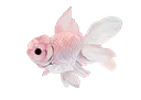 tanfish