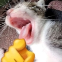 gatoriendo Discord Emoji from Roblox LatinoAmerica⭐