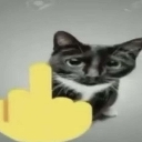 gatomalo Discord Emoji from Roblox LatinoAmerica⭐