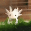 baby_axolotl