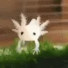 baby_axolotl