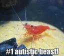 autism_fish