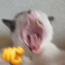 NYEHEHEHEH