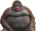 cc_monkey Discord emoji