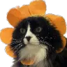 CommunityMeownager