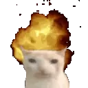 catbom