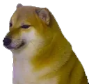ZiZi