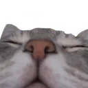 eepycat