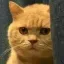 yr_katstare