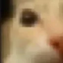 cat1
