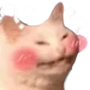 CatWadafaq
