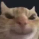 evilcat evilcat