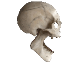 bones_left Discord emoji