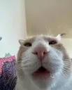 watcat